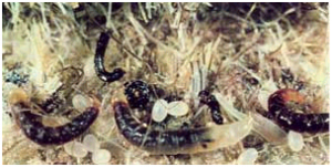 Ličinke v talni oblogi